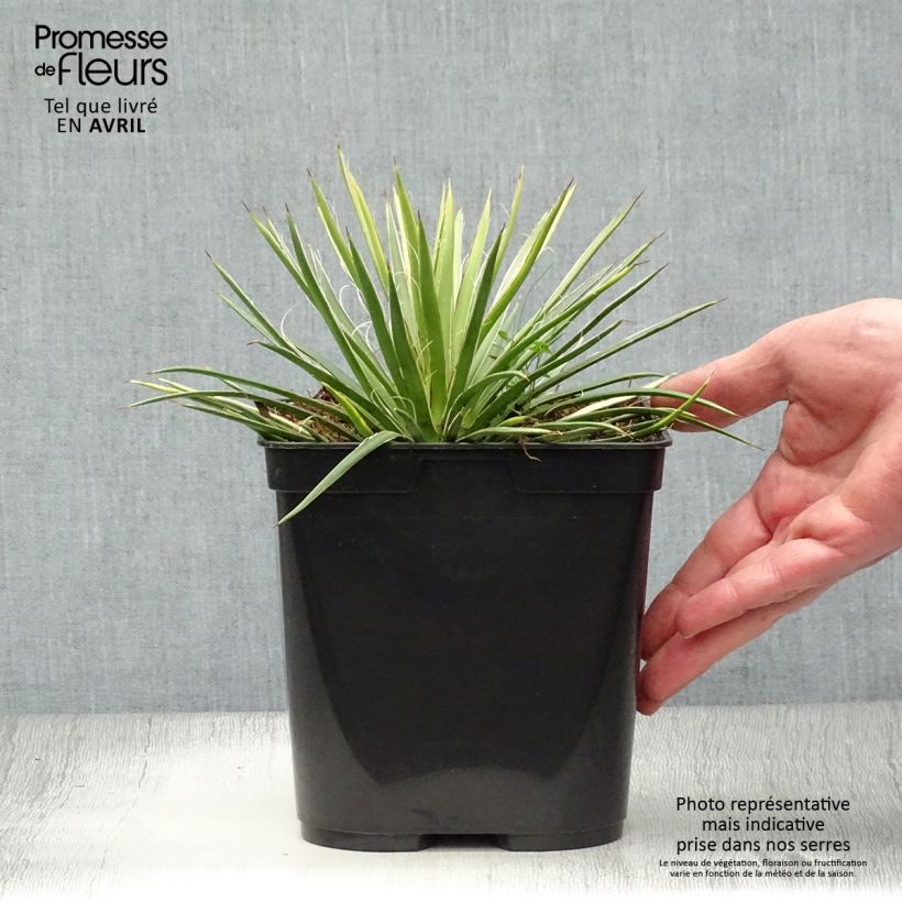 Exemplaar van Agave geminiflora - Dubbelbloemige agave Pot van 2 l/3 l zoals geleverd in de lente