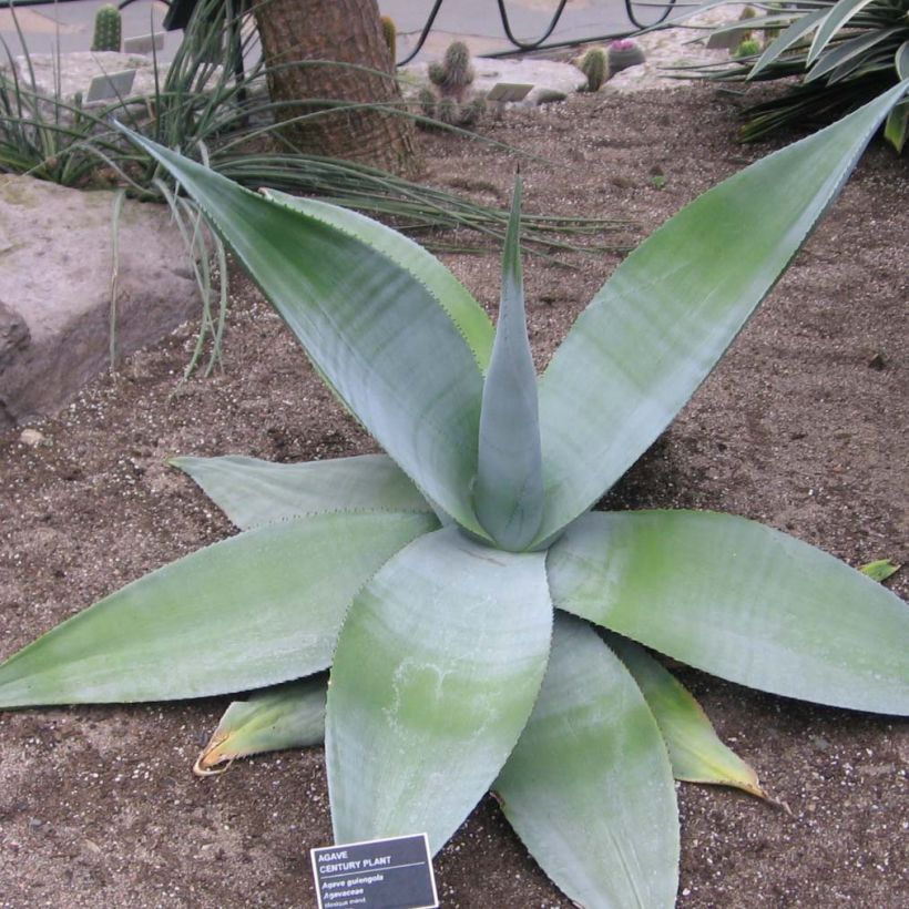 Agave guiengola (Groeiplaats)