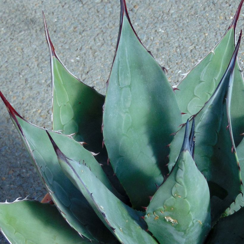 Agave havardiana - Havards Honderdjarige plant (Blad)