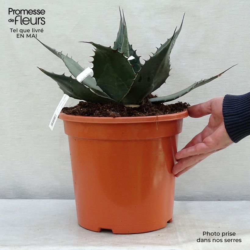 Exemplaar van Agave havardiana - Havards Honderdjarige plant Pot van 7,5 l/10 l zoals geleverd in de lente