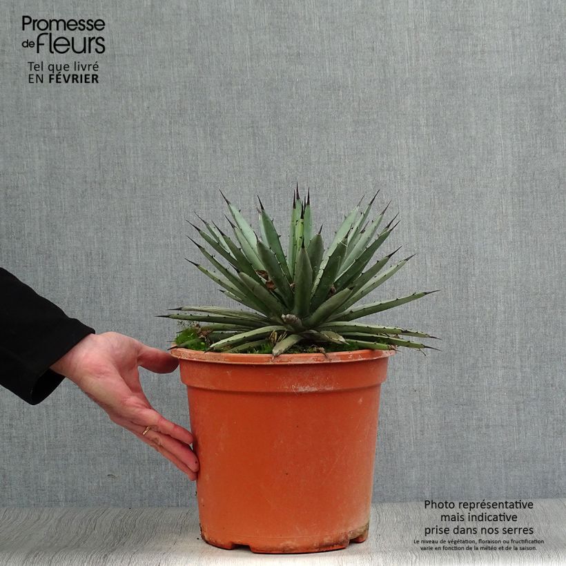 Example of Agave macroacantha Pot van 7,5 l/10 l as you get in hiver