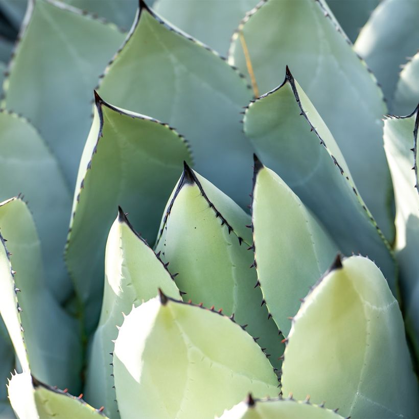 Agave macroacantha - Zwartstekelige agave (Foliage)