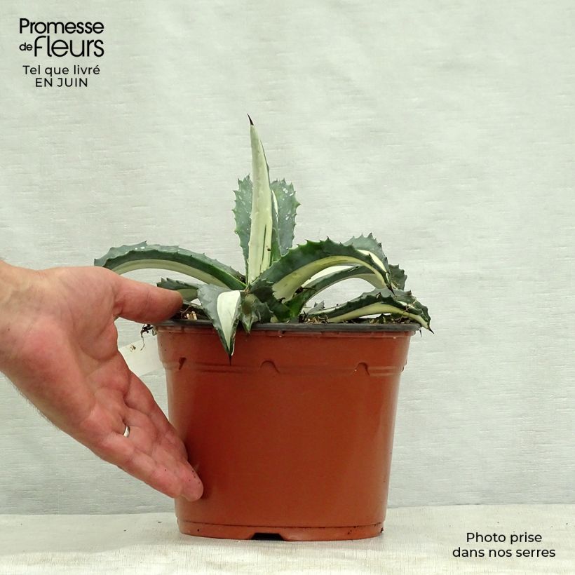 Exemplaar van Agave Mediopicta Alba - Honderdjarige aloë Pot van 2 l/3 l zoals geleverd in de zomer