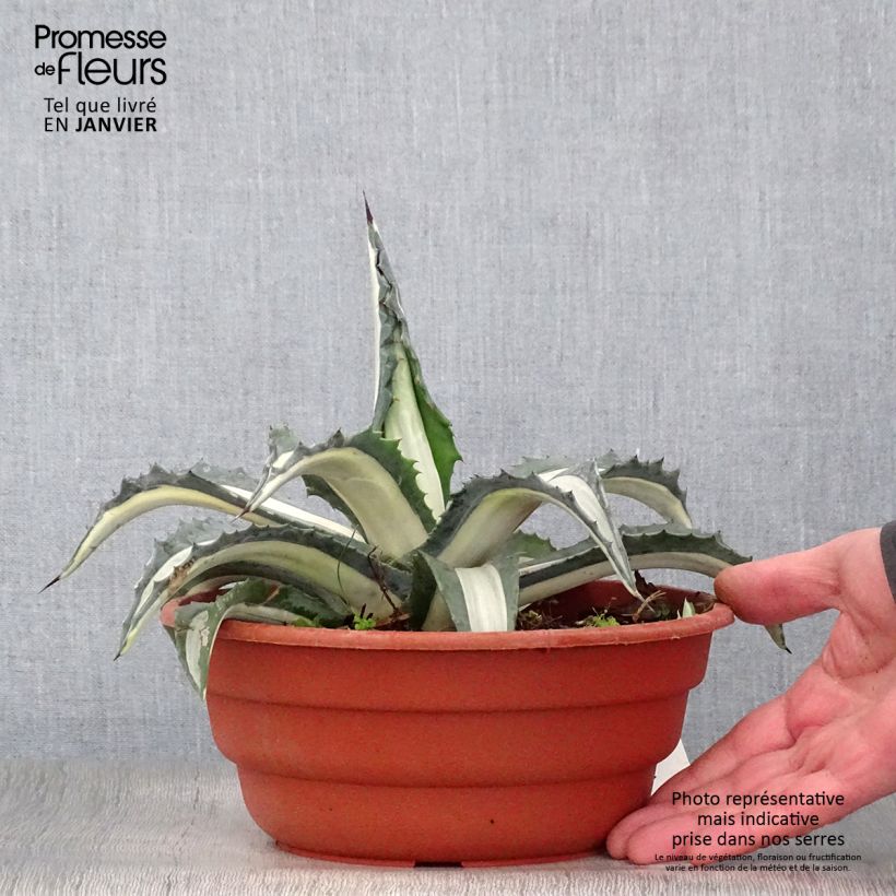 Example of Agave Mediopicta Alba - Agave d'Amérique Pot van 2 l/3 l as you get in hiver