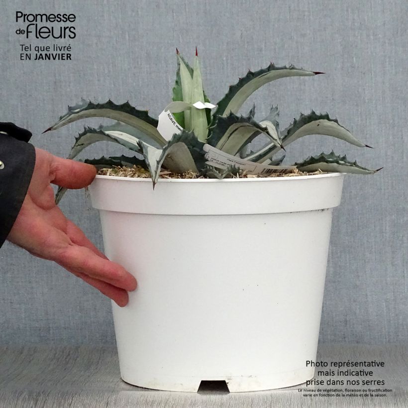 Example of Agave Mediopicta Alba - Agave d'Amérique Pot van 7,5 l/10 l as you get in hiver