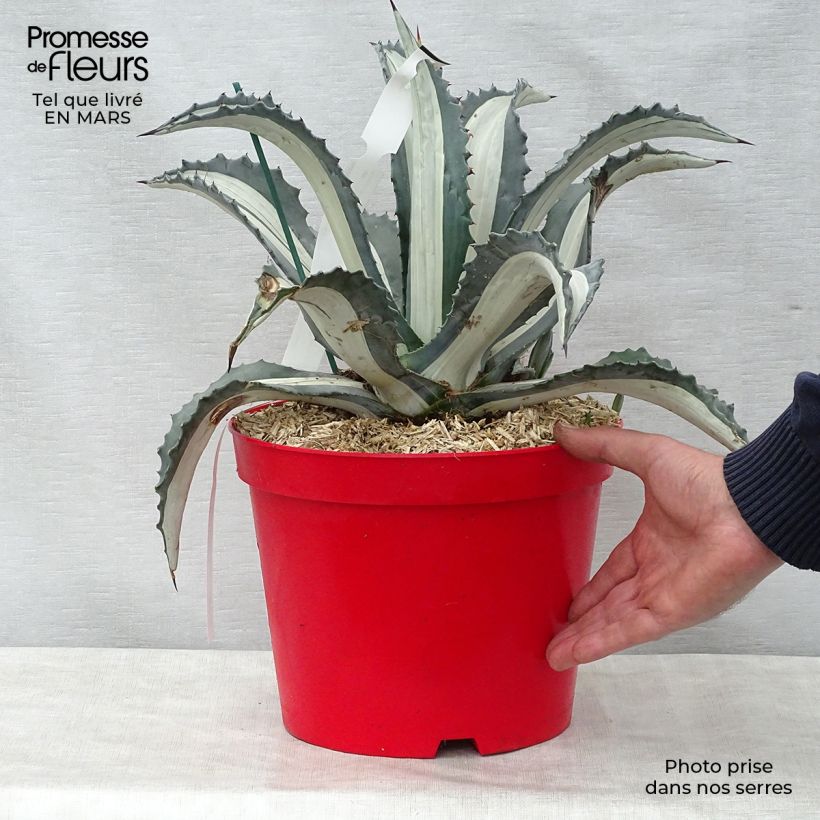 Exemplaar van Agave Mediopicta Alba - Honderdjarige aloë Pot van 7,5 l/10 l zoals geleverd in de lente