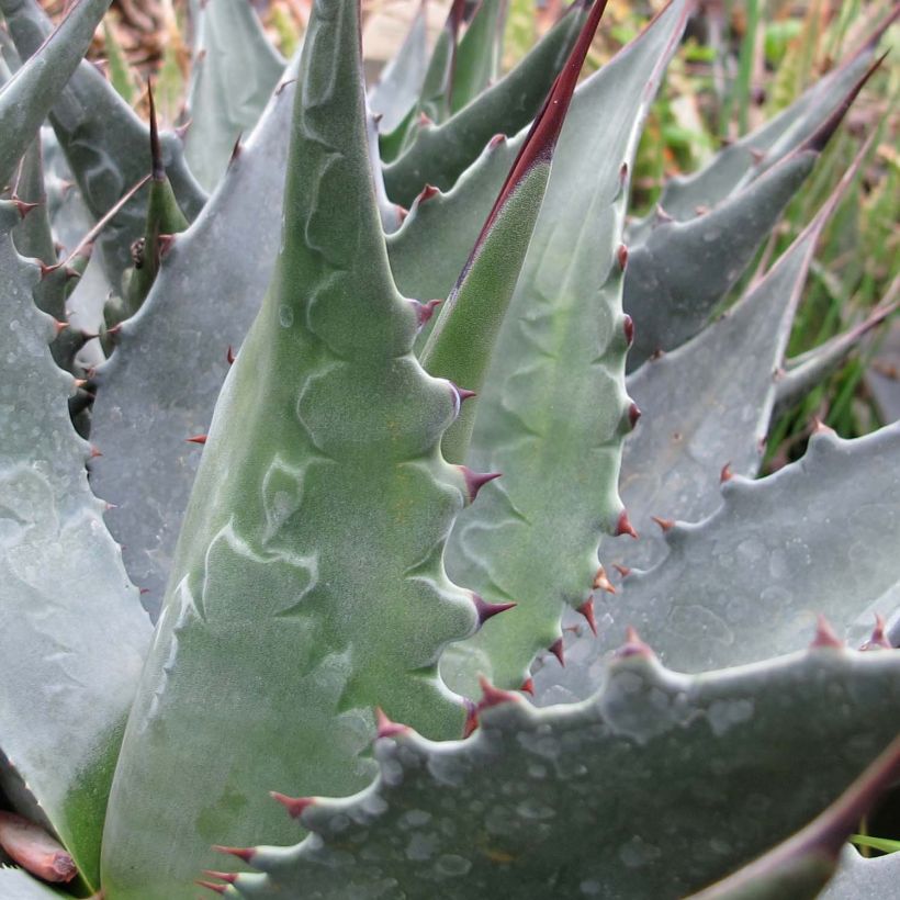 Agave montana - Berg Agave (Foliage)