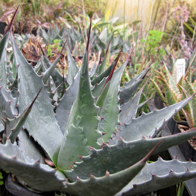 Agave montana - Berg Agave (Plant habit)