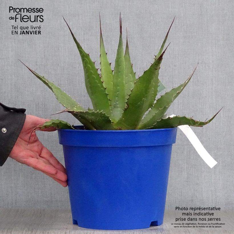 Example of Agave montana Pot van 7,5 l/10 l as you get in hiver