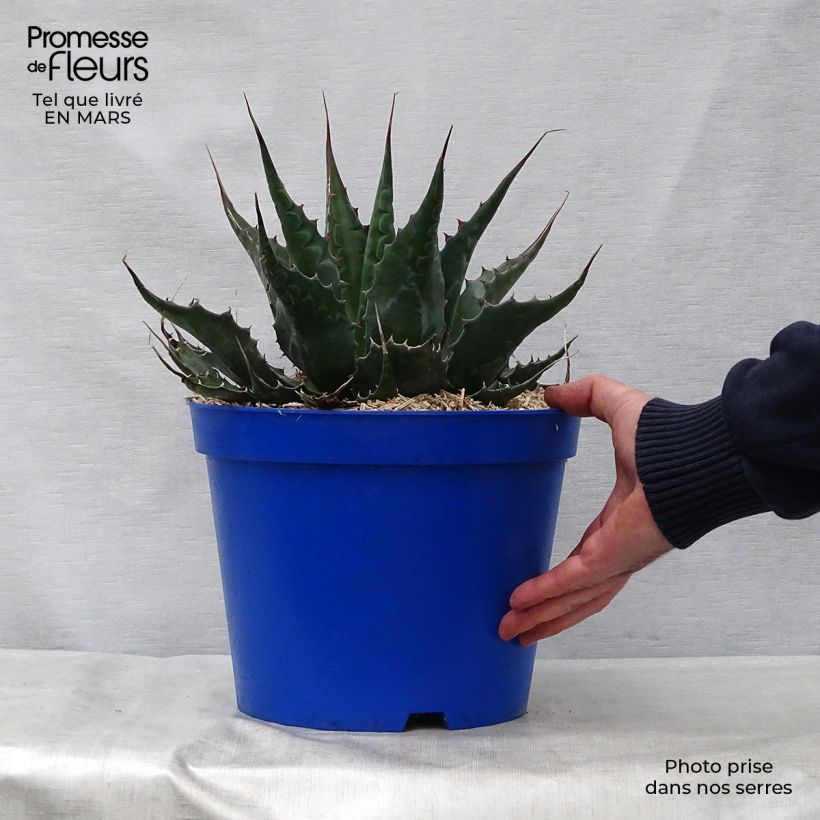 Exemplaar van Agave montana - Berg Agave Pot van 7,5 l/10 l zoals geleverd in de lente