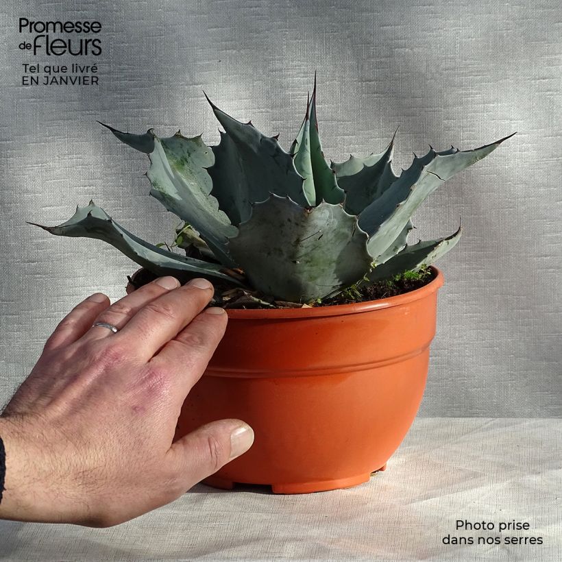 Example of Agave ovatifolia Pot van 3 l/4 l as you get in hiver