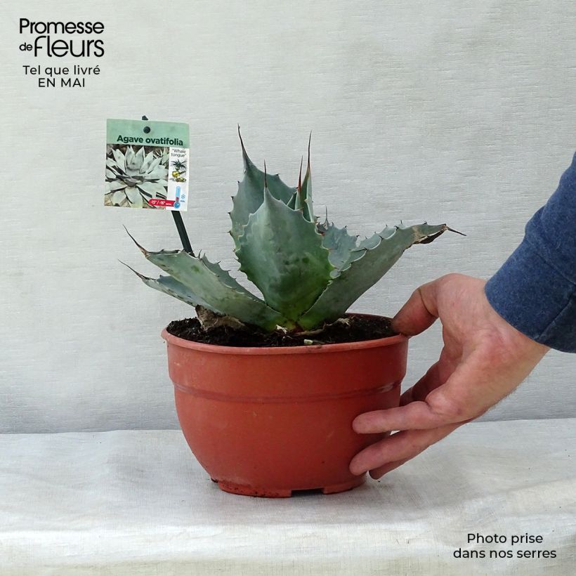 Exemplaar van Agave ovatifolia - Walvis Tong Agave Pot van 3 l/4 l zoals geleverd in de lente