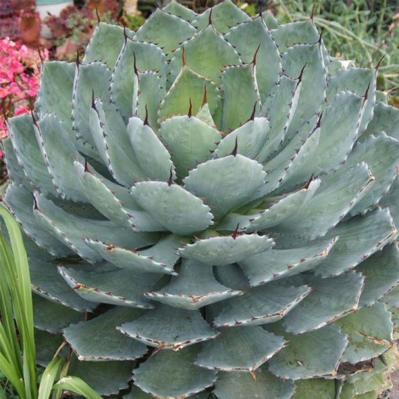 Agave Kikijokan (Plant habit)