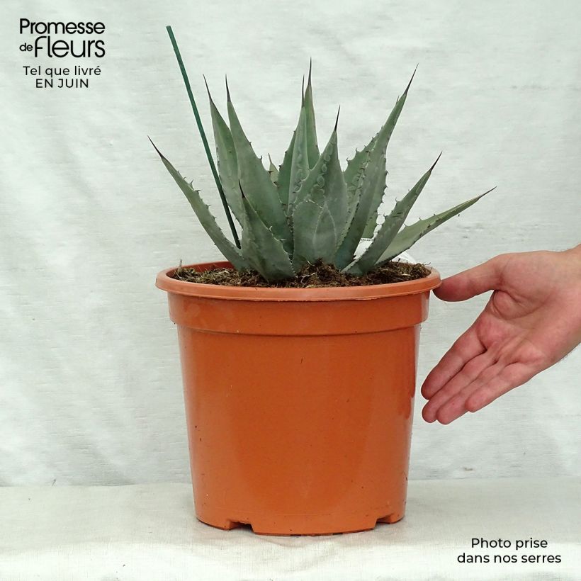 Exemplaar van Agave parryi neomexicana - Artisjok Agave Pot van 7,5 l/10 l zoals geleverd in de zomer
