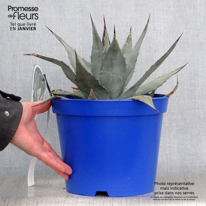 Example of Agave parryi neomexicana - Artisjok Agave Pot van 7,5 l/10 l as you get in hiver