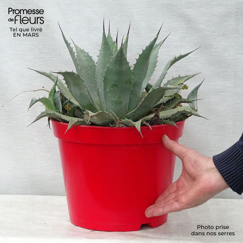 Exemplaar van Agave parryi neomexicana - Artisjok Agave Pot van 7,5 l/10 l zoals geleverd in de lente