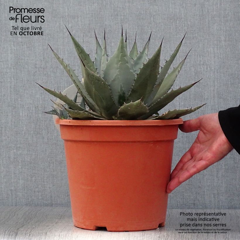 Exemplaar van Agave parryi neomexicana - Artisjok Agave Pot van 7,5 l/10 l zoals geleverd in de herfst