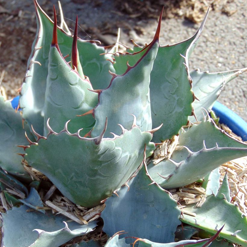 Agave potatorum (Foliage)