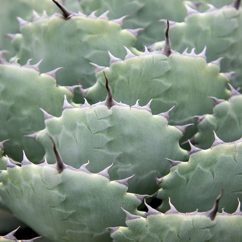 Agave potatorum (Blad)