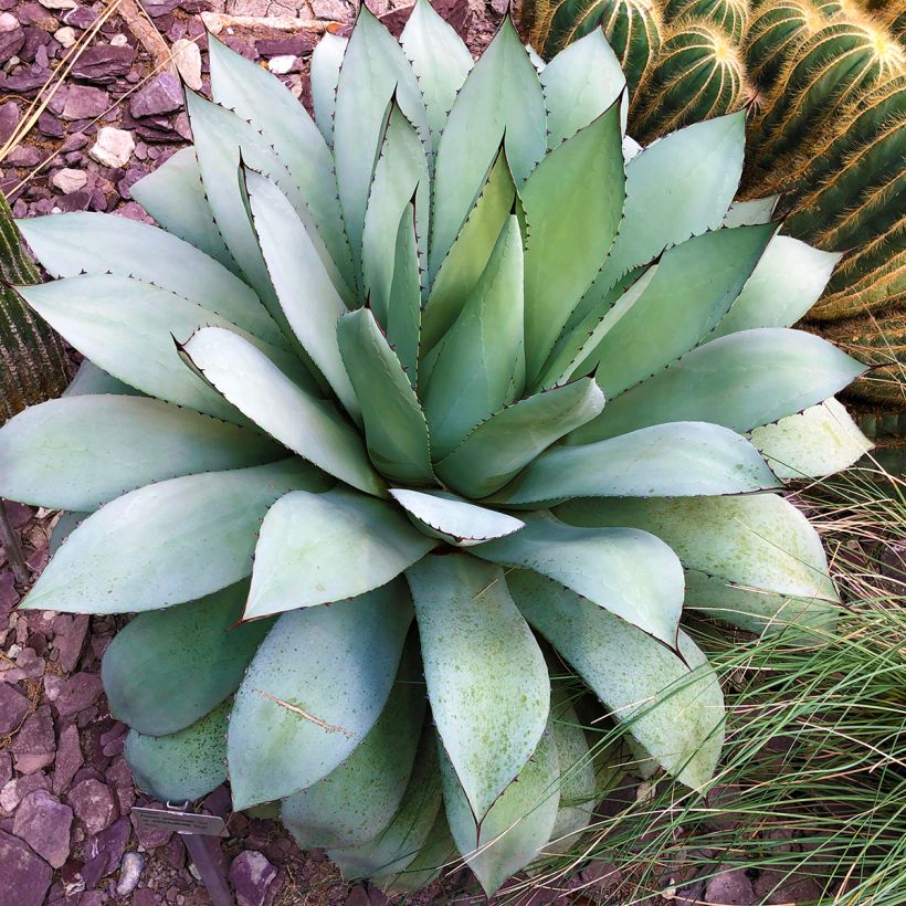 Agave potatorum (Groeiplaats)