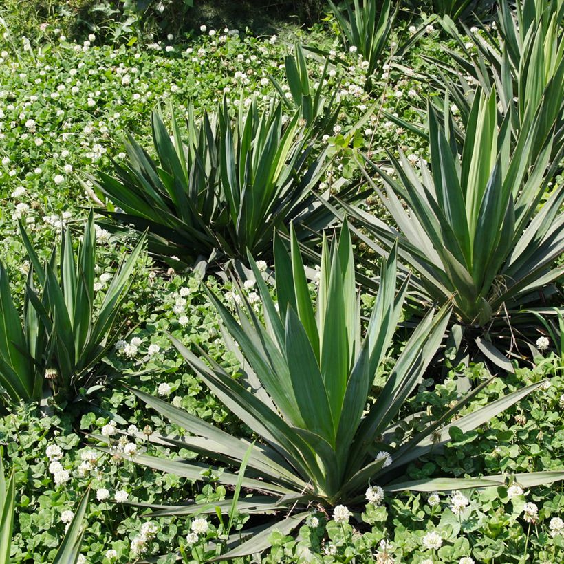 Agave sisalana - Sisal (Groeiplaats)