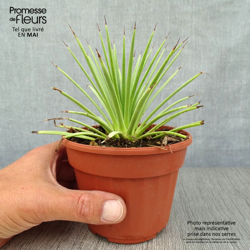 Exemplaar van Agave stricta Nana - Egeltjesplant Pot van 12 cm / 13 cm zoals geleverd in de lente