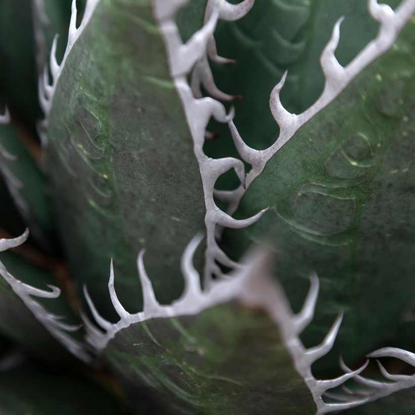 Agave titanota (Blad)