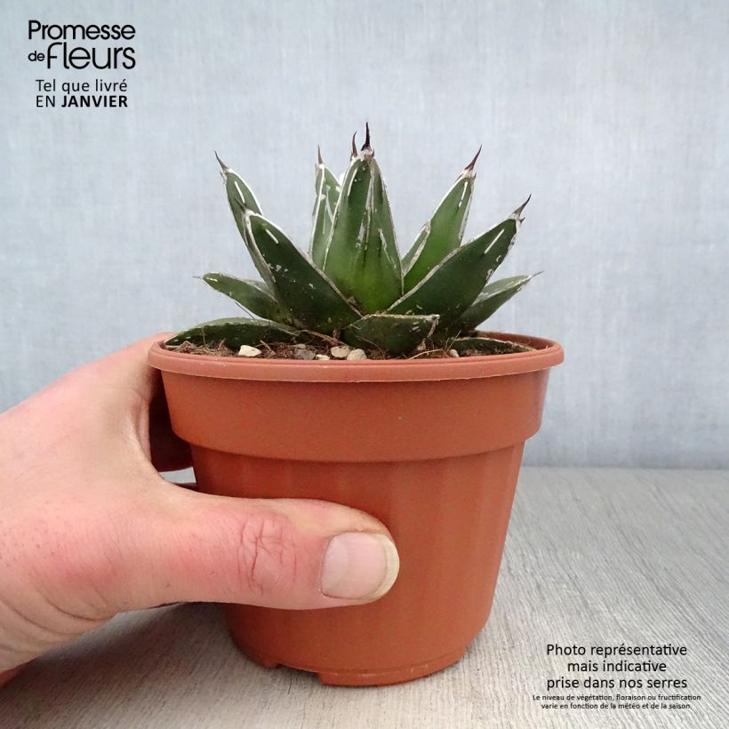 Example of Agave victoriae reginae - Agave de la Reine Victoria Pot van 12 cm / 13 cm as you get in hiver