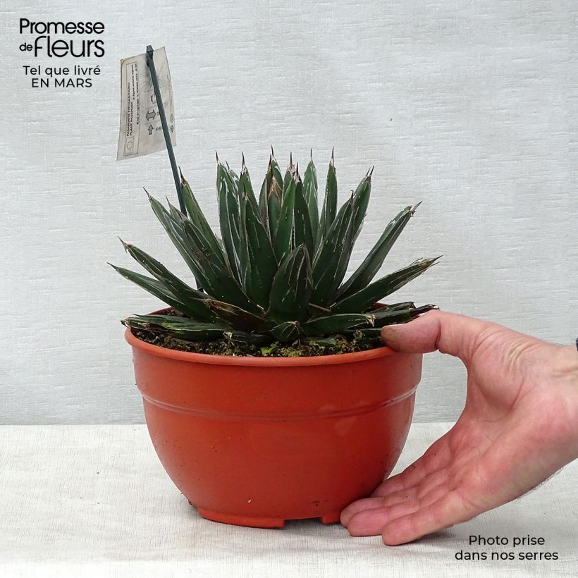 Exemplaar van Agave victoriae-reginae - Koningin Victoria-agave Pot van 2 l/3 l zoals geleverd in de lente