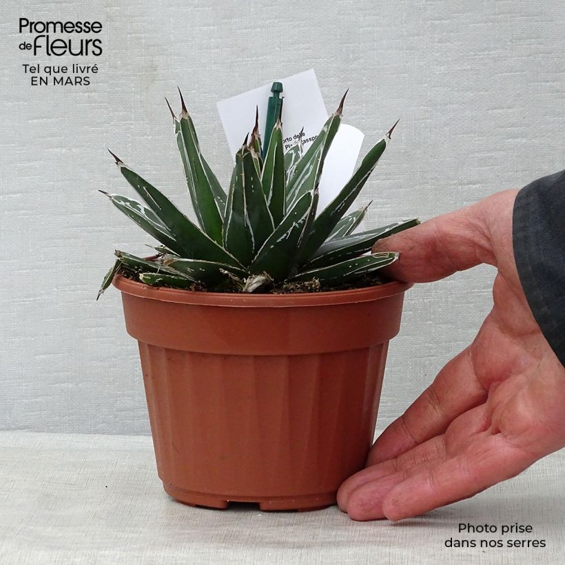Exemplaar van Agave victoriae-reginae - Koningin Victoria-agave Pot van 12 cm / 13 cm zoals geleverd in de lente