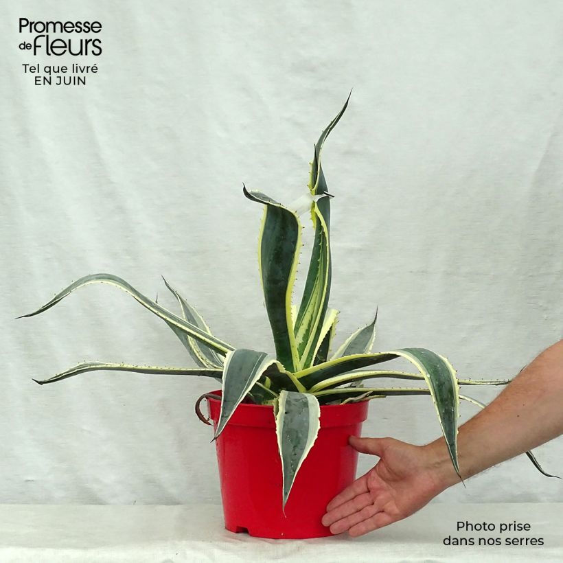 Exemplaar van Agave americana Variegata - Honderdjarige aloë Pot van 2 l/3 l zoals geleverd in de zomer