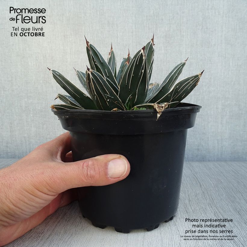 Exemplaar van Agave victoriae-reginae - Koningin Victoria-agave Pot van 2 l/3 l zoals geleverd in de herfst