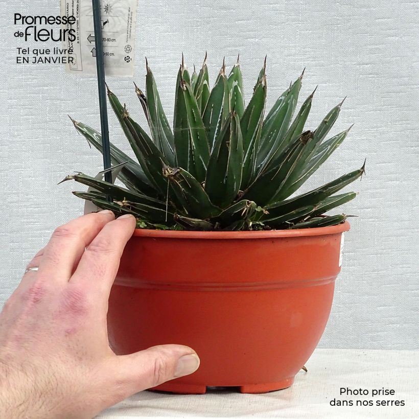 Example of Agave victoriae reginae - Agave de la Reine Victoria Pot van 2 l/3 l as you get in hiver