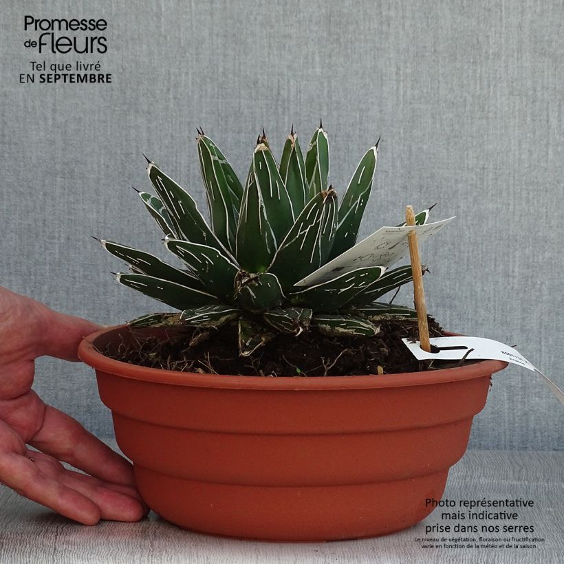 Exemplaar van Agave victoriae-reginae - Koningin Victoria-agave Pot van 4 l/5 l zoals geleverd in de zomer