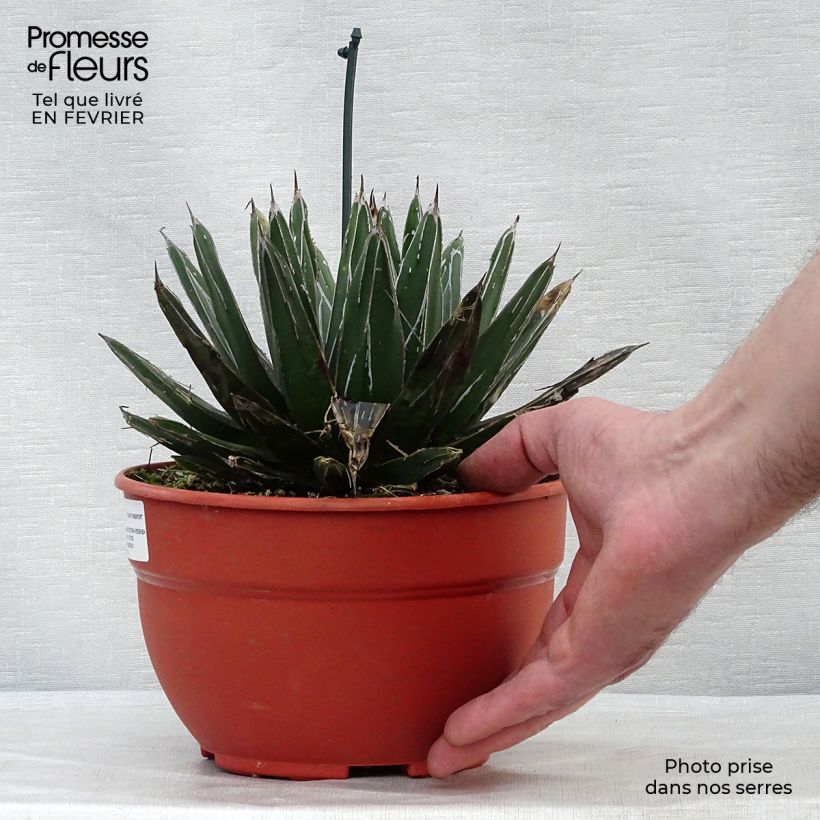 Example of Agave victoriae reginae - Agave de la Reine Victoria Pot van 4 l/5 l as you get in hiver