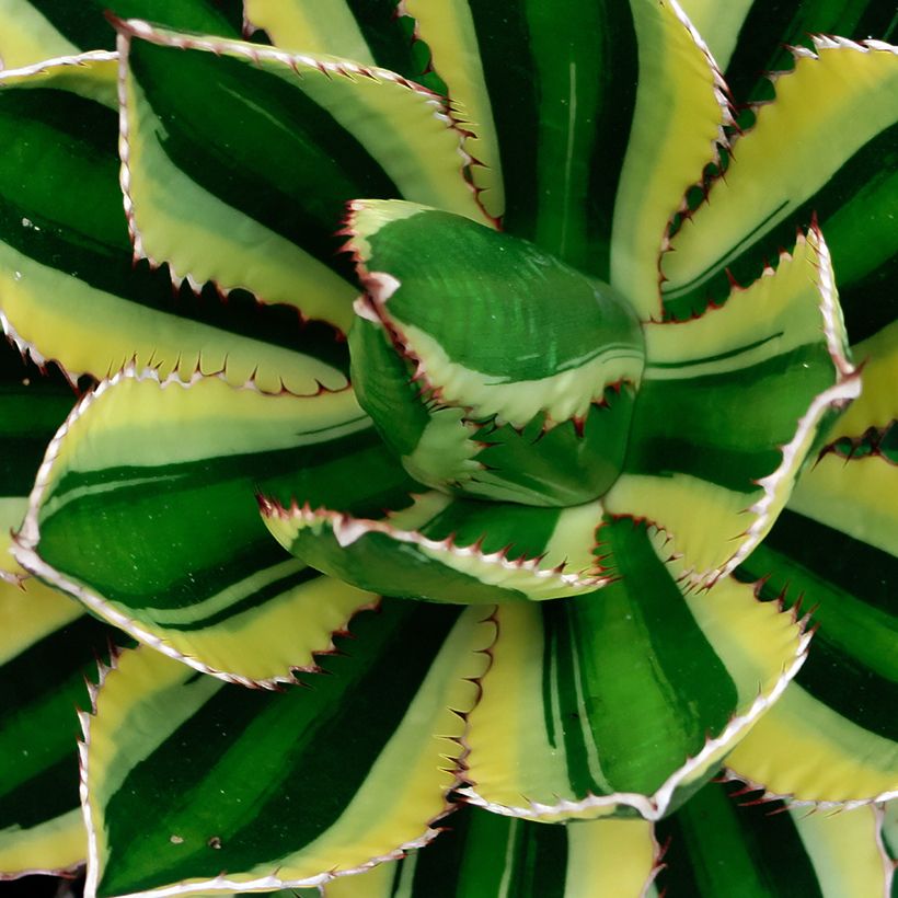Agave lophantha Quadricolor - Doornkraag agave (Blad)