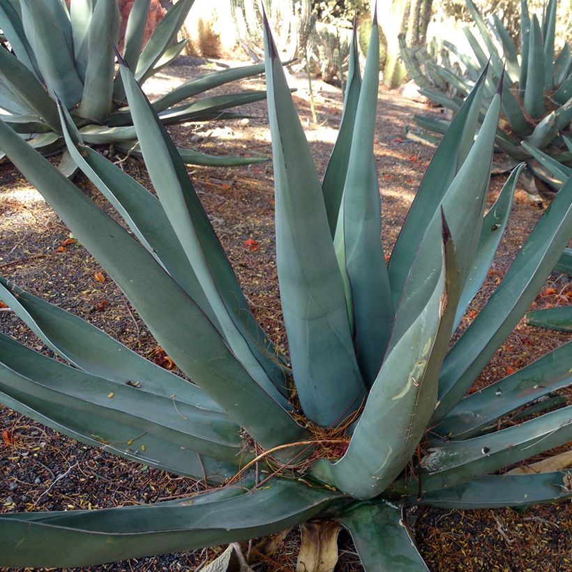 Agave x nigra (Groeiplaats)