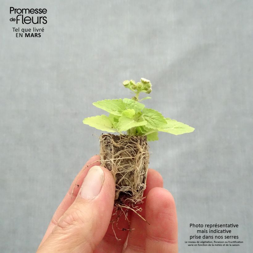 Example of Ageratum Cushion White - Agérate du Mexique Mini-mot Ø 1,5/2,5 cm as you get in printemps