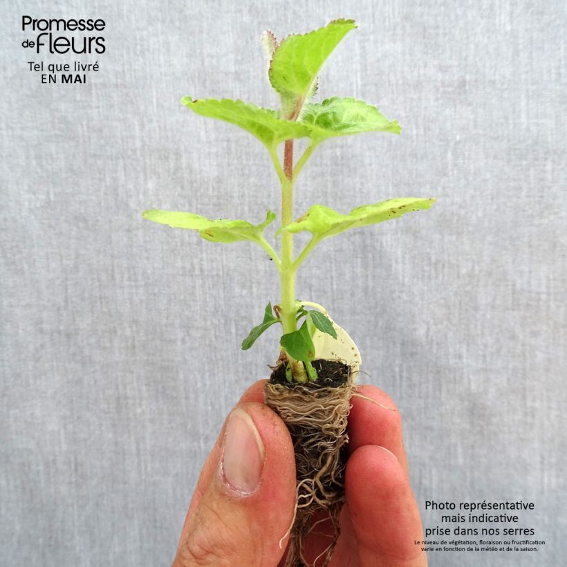 Example of Ageratum haut City Blue Mini-mot Ø 3/4 cm as you get in printemps