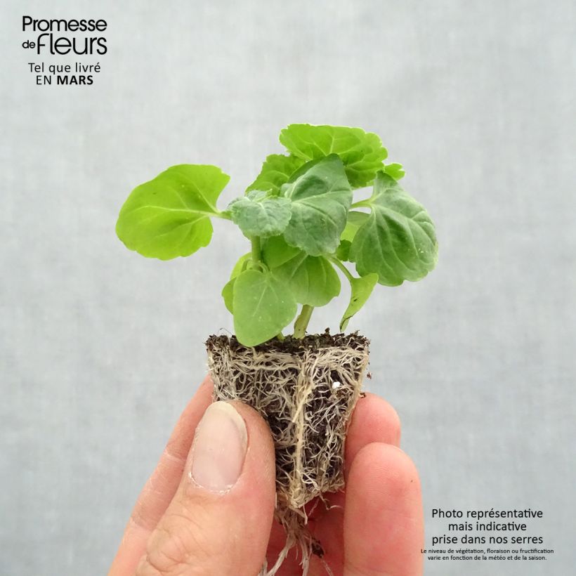 Example of Ageratum haut City Blue Kluitplant: kluit 3,8 cm x 3,2 cm in een tray voor 16 planten as you get in printemps