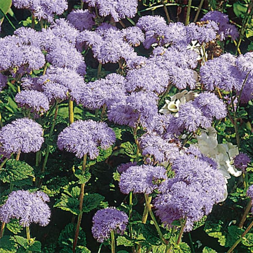 Mexicaantje City Blue - Ageratum houstonianum (Flowering)