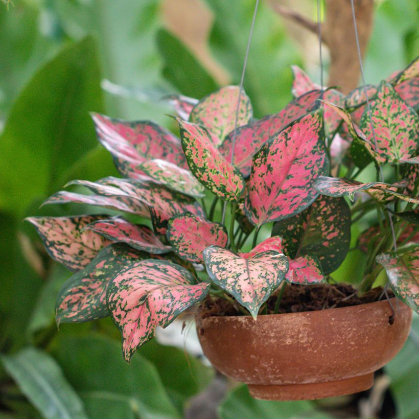 Aglaonema Beauty (Groeiplaats)