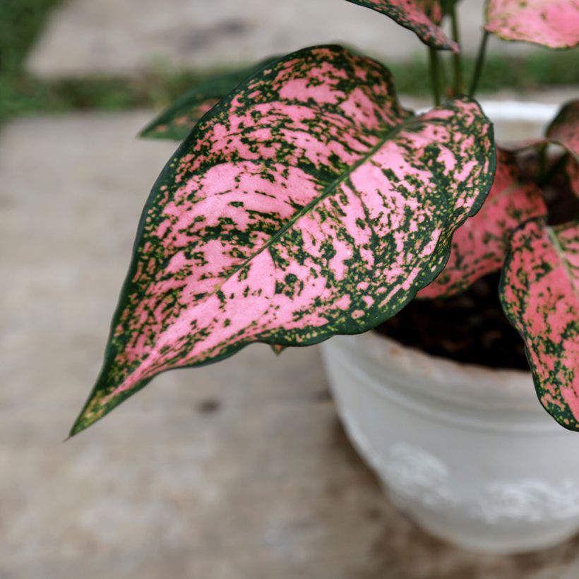 Aglaonema Red Valentine - Chinese evergreen (Blad)
