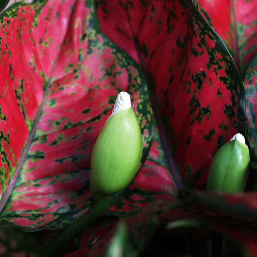 Aglaonema Red Valentine - Chinese evergreen (Bloei)