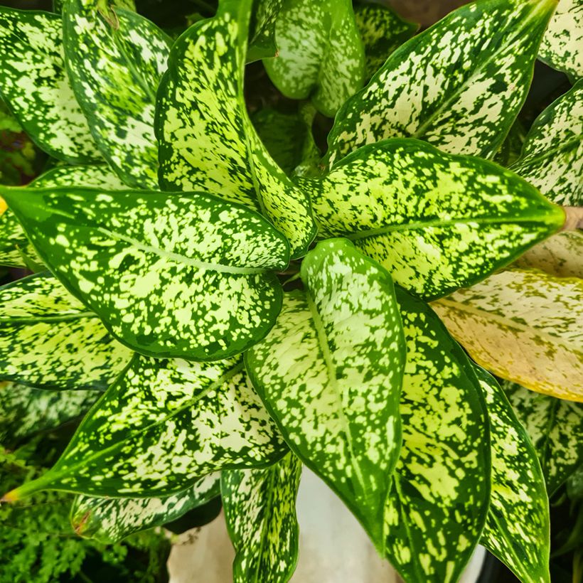 Aglaonema Snowflake - Chinese evergreen (Blad)