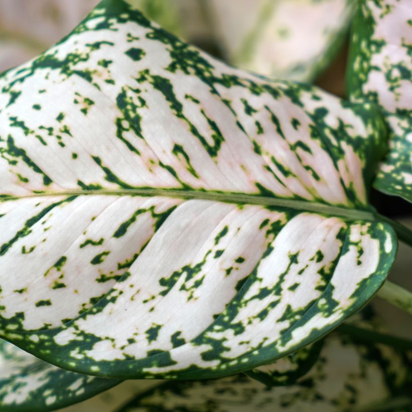 Aglaonema Variegata Pearls (Blad)