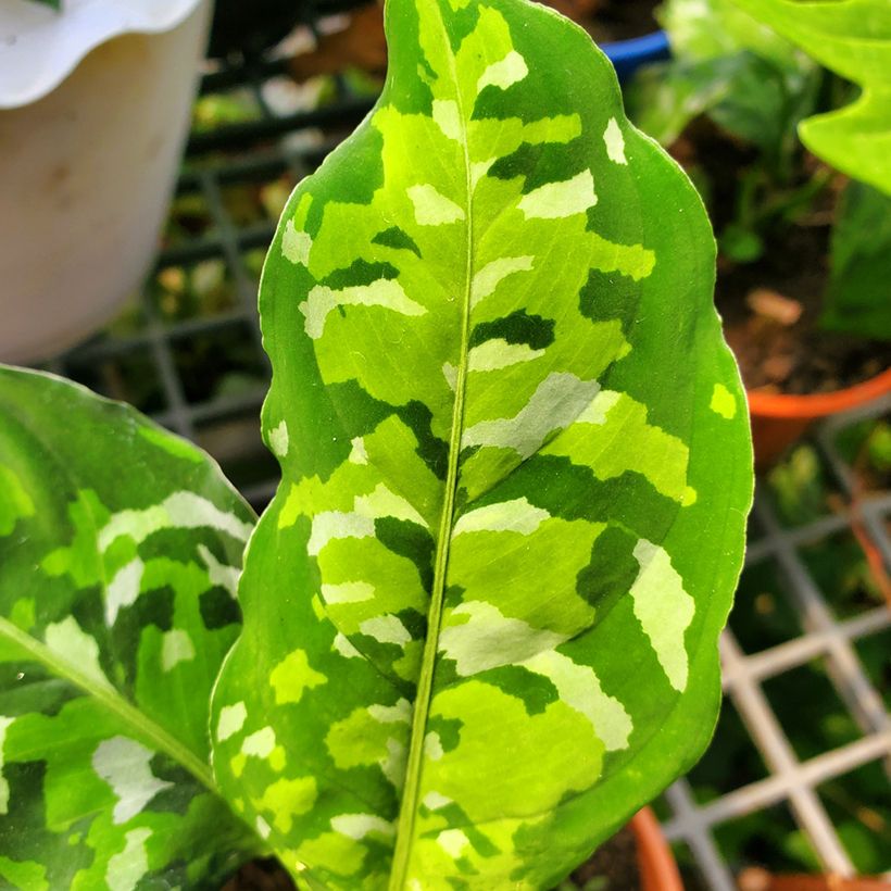 Aglaonema pictum Tricolor - Chinese evergreen (Blad)