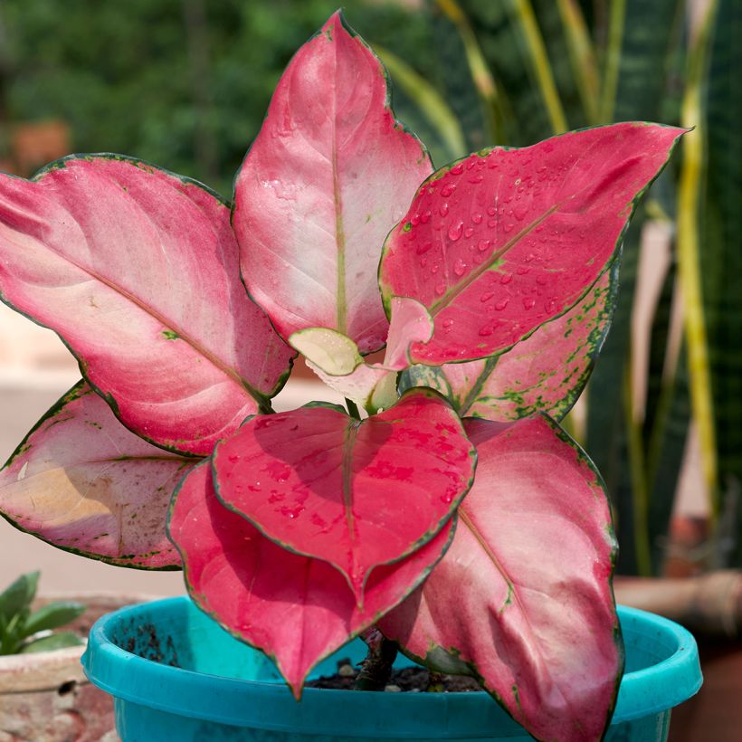 Aglaonema Red Zircon (Blad)