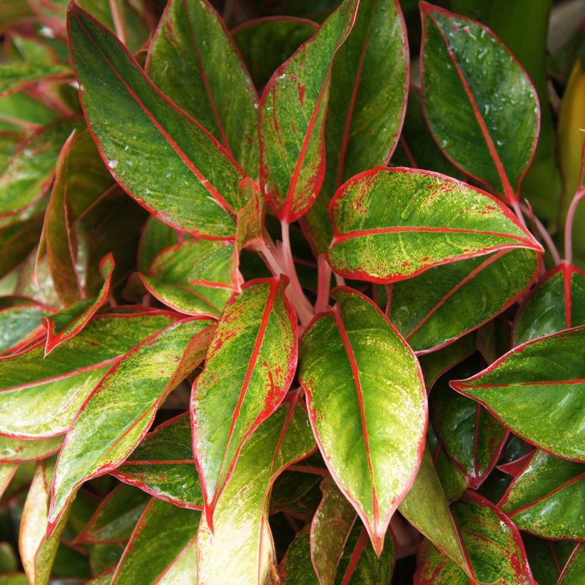 Aglaonema Siam Aurora (Blad)