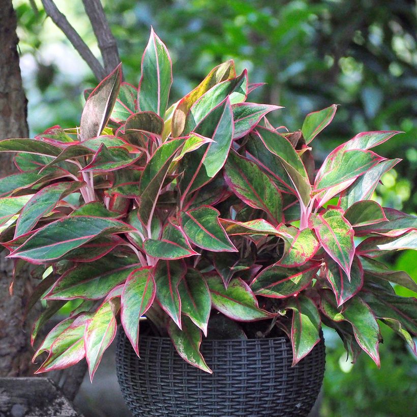Aglaonema Siam Aurora (Groeiplaats)